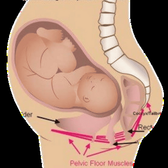 Pelvic Floor Muscle Diagram